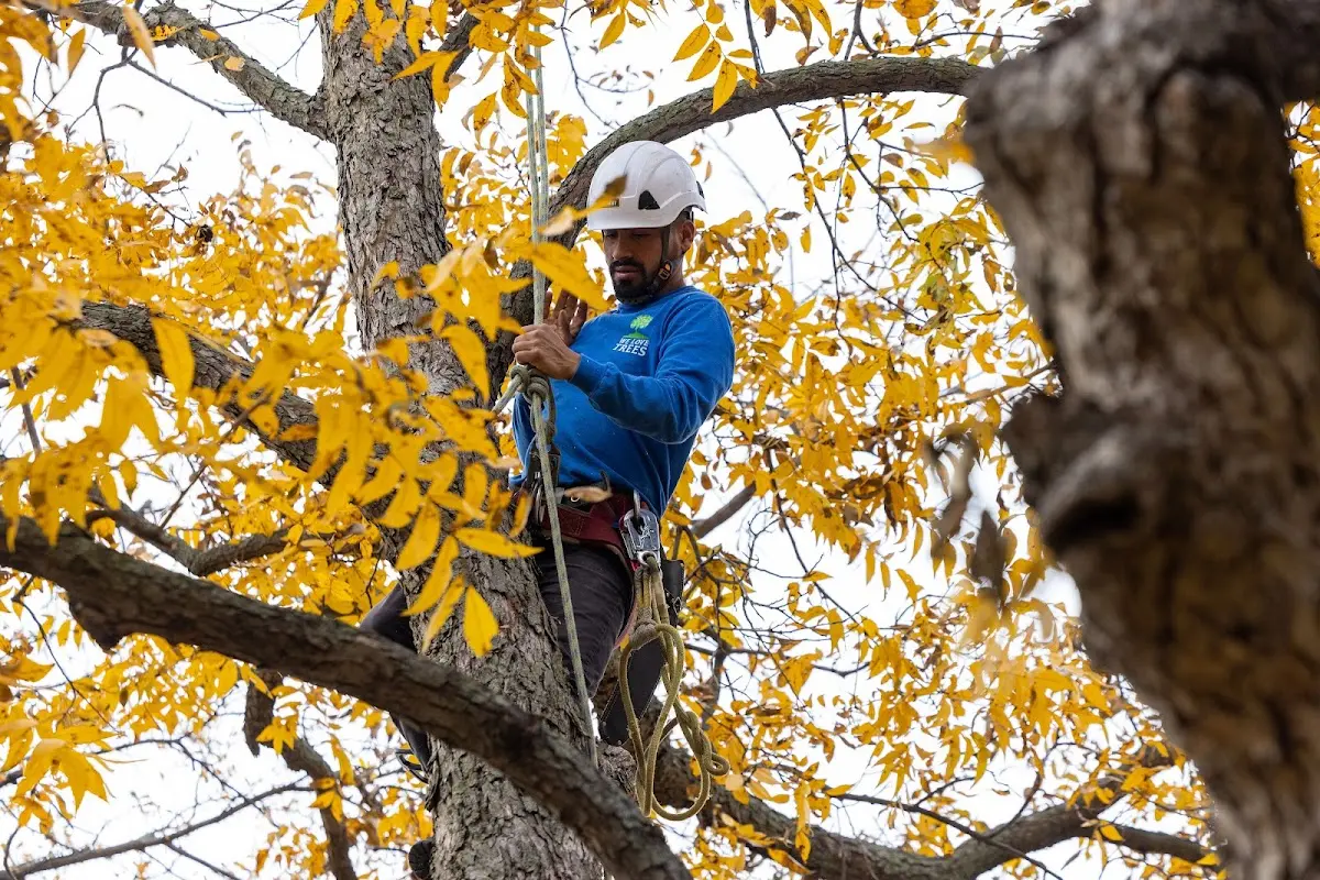 Skilled Tree Trimming crew working in Gates